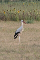 Fototapeta premium Stork looking for food