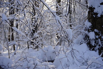 trees all covered with snow in winter in Kuskovo park in Moscow