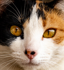 Close up de la cara de un gato cálico cuyos ojos intensos son amarillos 