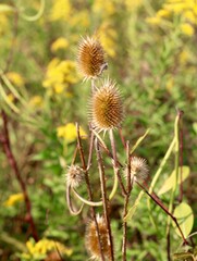 A close view of the brown thistle weeds in the field.