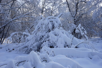 tree branches like snowdrifts in Kuskovo park in Moscow
