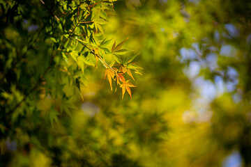 紅葉途中の葉っぱ