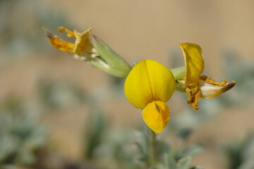 Fototapeta premium Cretan Bird's-Foot-Trefoil (Lotus creticus)