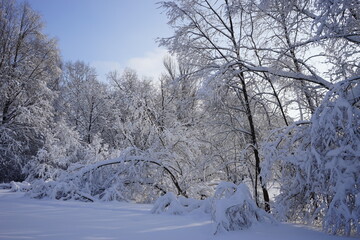 trees bent by the weight of snow in Kuskovo park in Moscow