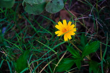 yellow, flower, green, plans, leaves, nature