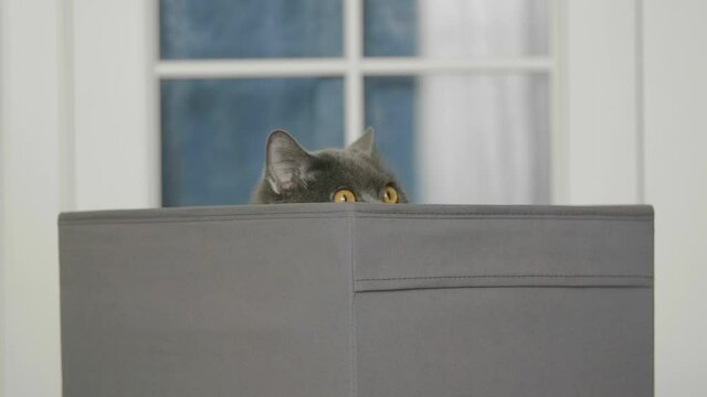Funny cat looks out of curiosity from grey box. Funny pets playing at home. Cat sitting in box.