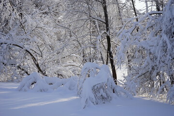 the trees are all in the snow in the Kuskovo park in Moscow