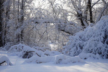 the branches of trees were covered with snow in the Kuskovo park in Moscow