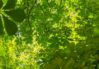 Fototapeta na wymiar chestnut leaves background