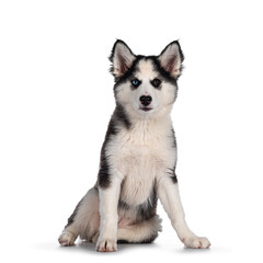 Adorable Yakutian Laika dog pup, odd eyed and cute black masked. Sitting up facing front. Looking towards camera. Isolated on white background.