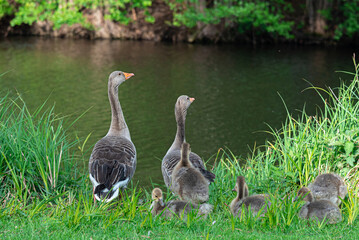 young goose family with goslings