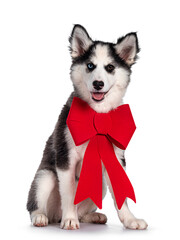Adorable Yakutian Laika dog pup, odd eyed and cute black masked. Sitting facing front. Wearing big red ribbon around neck. Looking towards camera. Isolated on white background.