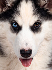Macro close up of face from Adorable Yakutian Laika dog pup, odd eyed and cute black masked. Looking towards camera.