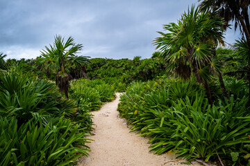 sand pathway between wild palms and bushes. 