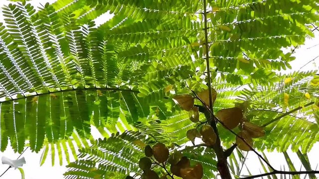 Asian coin plant in the jungle, medicinal tree, homeopathy, herbal medicine, Chinese money plant, wild plant that grows a lot in plantations, fields, pigeonwing, holy basil