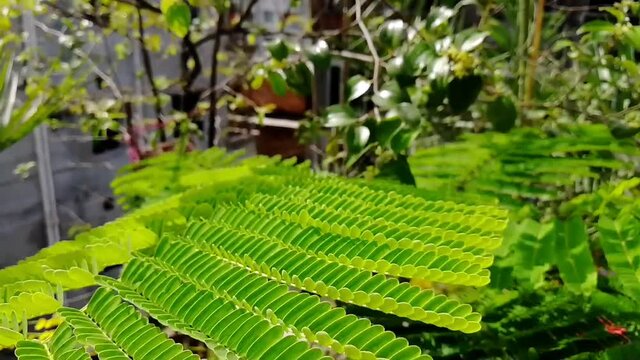 Asian coin plant in the jungle, medicinal tree, homeopathy, herbal medicine, Chinese money plant, wild plant that grows a lot in plantations, fields, pigeonwing, holy basil