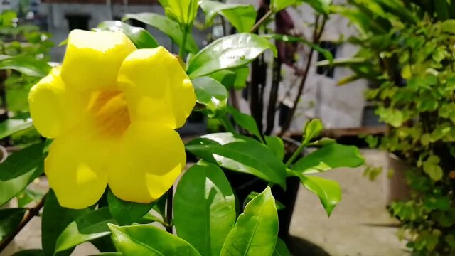 Allamanda cathartic, commonly called golden trumpet, is a species of flowering plant of the genus Allamanda in the family Apocynaceae, sunbeam, tropical climate, Types of gladiolus, aromatic jui, cock
