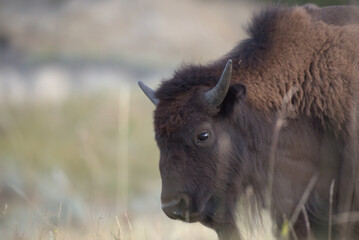 American Bison, young buffalo portrait