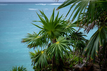 detail of a Palm tree with the ocean in the background. Blue water. 