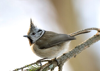 European crested tit (Lophophanes cristatus) in winter frosty weather in the snow. The European crested tit, or crested tit (Lophophanes cristatus, Parus cristatus), is a bird in the family Paridae.
