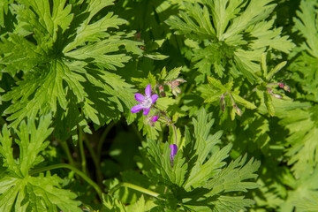 Meadow crane's-bill (Geranium pratense) plant growing in a garden