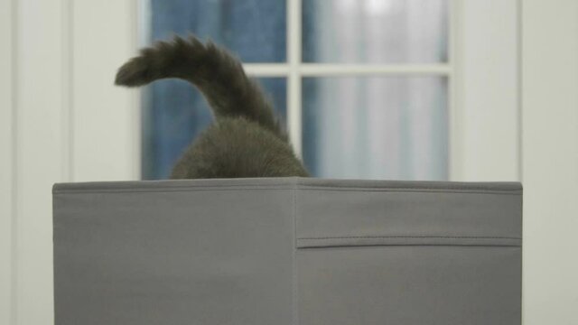 Funny cat looks out of curiosity from grey box. Funny pets playing at home. Cat sitting in box.