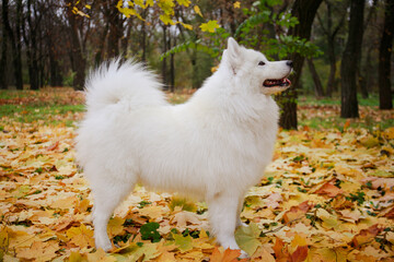 Fototapeta premium Side view of an Samoyed Spitz dog standing in a show position. A pet stands in full growth in an autumn park on fallen yellowed leaves. Close up.