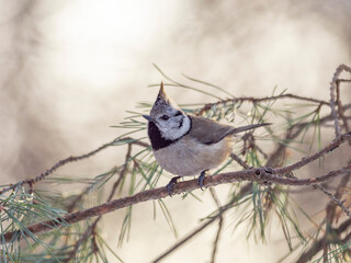 European crested tit (Lophophanes cristatus) in winter frosty weather in the snow. The European crested tit, or crested tit (Lophophanes cristatus, Parus cristatus), is a bird in the family Paridae.