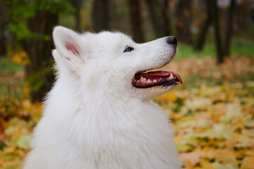 A close up profile portrait of an Samoyed Spitz against a background of blurry yellow fallen autumn leaves. The ears are raised, the mouth is open.