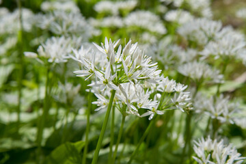 Wild garlic (Allium ursinum) plant blooming in a garden