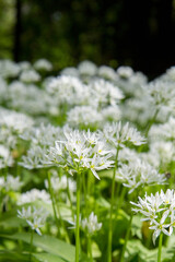 Wild garlic (Allium ursinum) plant blooming in a garden
