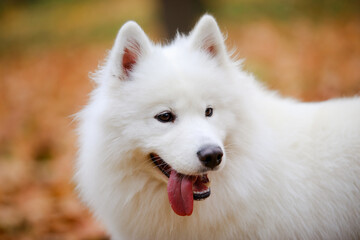 Obraz premium Portrait of a beautiful snow white dog Samoyed Spitz on a blurred background of fallen leaves in the forest in autumn. Close up of a dog's muzzle with protruding tongue.