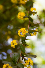 Barberry (Berberis chopinii Mazurek) shrub blooming in a garden