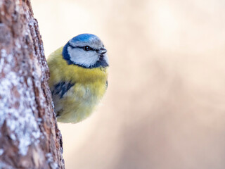 Eurasian blue tit (Cyanistes caeruleus) in winter frosty weather in the snow. The Eurasian blue tit...