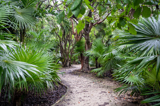 sand pathway between wild palms and bushes. 