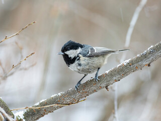 Сoal tit (Periparus ater) in winter frosty weather in the snow. The coal tit or cole tit (Periparus ater), is a small passerine bird in the family Paridae.