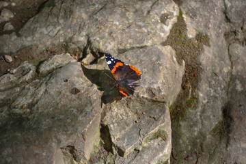 butterfly on stone, butterfly with a broken wing
