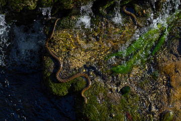 surface of blue clear sea and waves on the surface and stones on the sea shore during the day