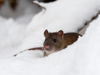 Brown rat (Rattus norvegicus) in the snow on a frosty winter day. 
