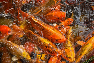 Obraz na płótnie Canvas Colorful and multicolor Fancy carp fish swimming in the pond, Fancy carp fish or Koi fish background and texture. Texture of red carps as background