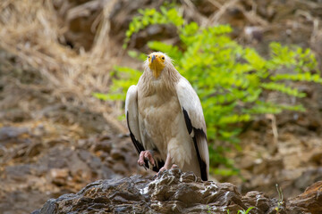 black and white eagle on a rock and blurred background