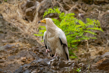 black and white eagle on a rock and blurred background