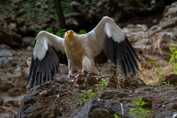 .black and white eagle on a rock and blurred background