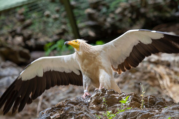 .black and white eagle on a rock and blurred background
