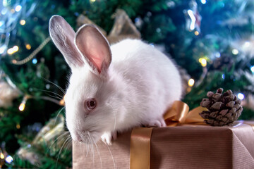 White rabbit with a gift under the Christmas tree
