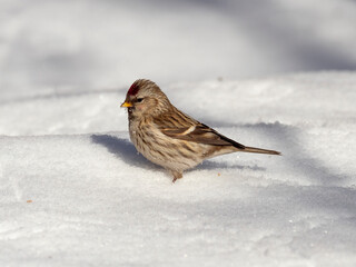 Сommon redpoll (Acanthis flammea) in frosty winter weather in the snow. The common redpoll (Acanthis flammea) is a species of bird in the family Fringillidae.