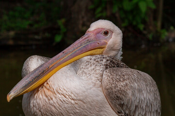 pelican with a long beak on the river surface in nature in the park during the day