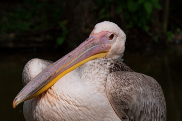 pelican with a long beak on the river surface in nature in the park during the day