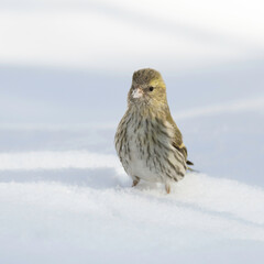 The female Eurasian siskin (Spinus spinus) is looking for food in the snow. Eurasian siskin (Spinus spinus) is a small passerine bird in the finch family Fringillidae.