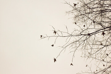 On the right side of the frame, the outlines of bare branches of trees without leaves on a white background